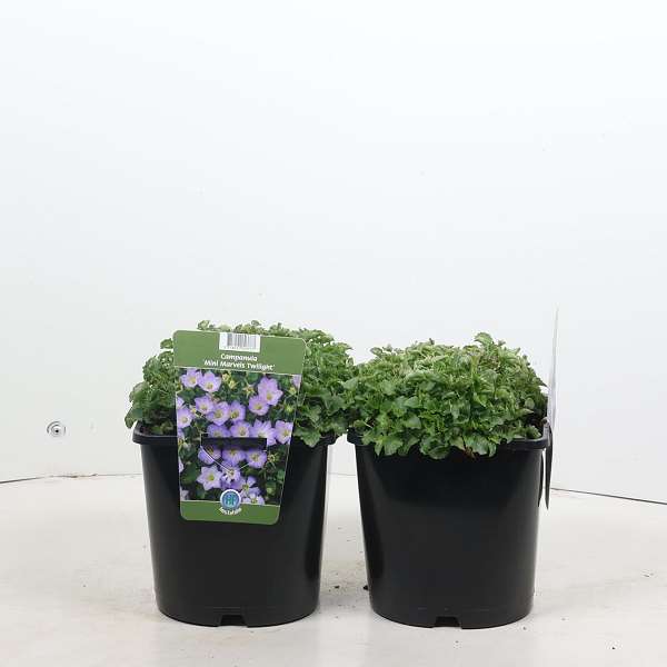 Picture of Campanula mini marvels twilight