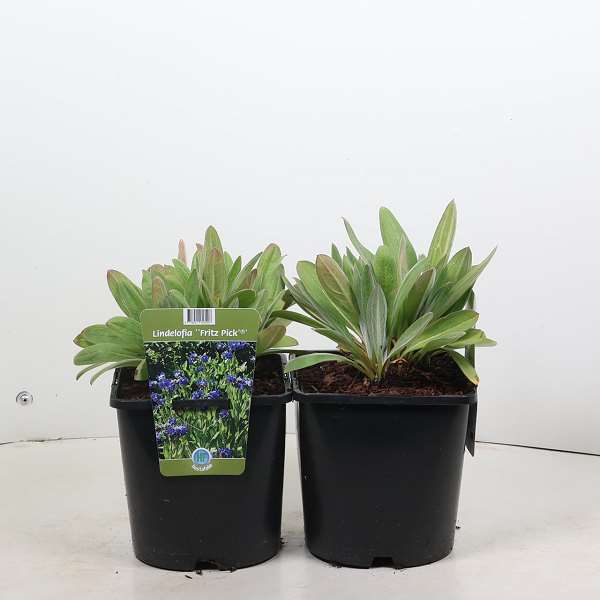 Picture of Lindelofia longiflora fritz pick