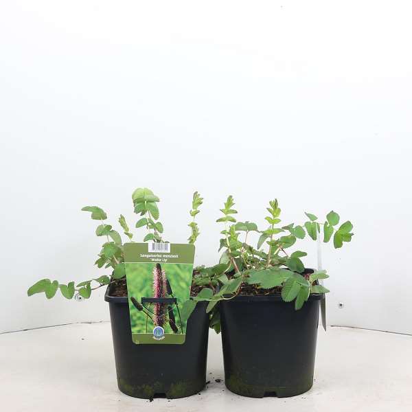 Picture of Sanguisorba menziesii wake up