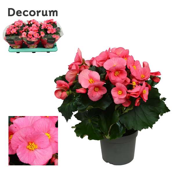 Picture of Begonia pink ribbon