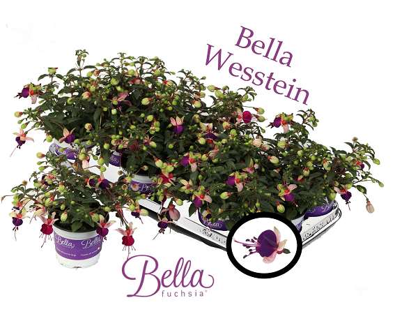 Picture of Fuchsia olivia