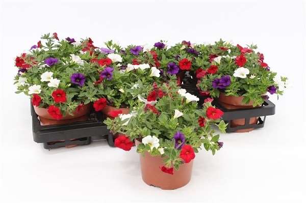 Picture of Calibrachoa tricolor cafe de paris