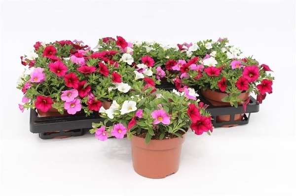 Picture of Calibrachoa tricolor paradise pink
