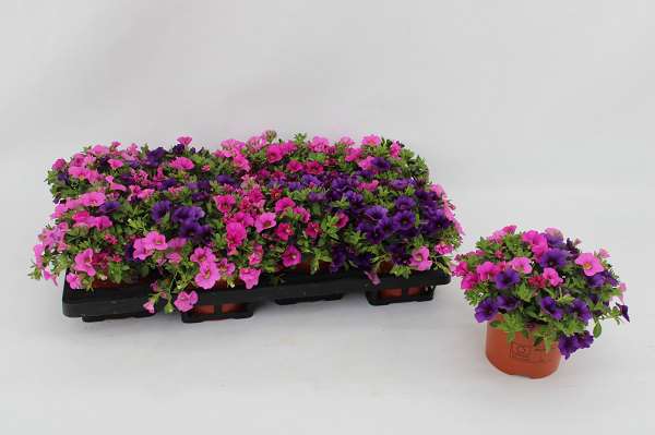 Picture of Calibrachoa tricolor spirit