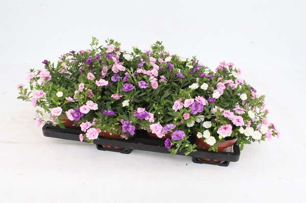 Picture of Calibrachoa tricolor pink pettycoat