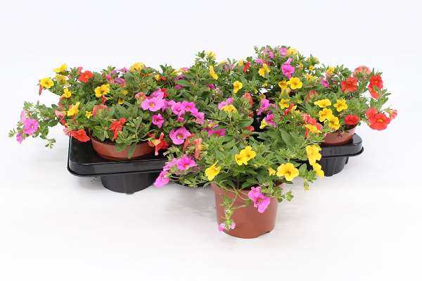 Picture of Calibrachoa tricolor candy house