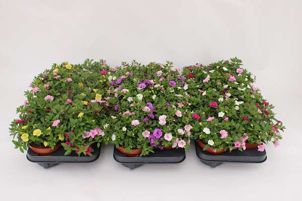 Picture of Calibrachoa tricolor rosies