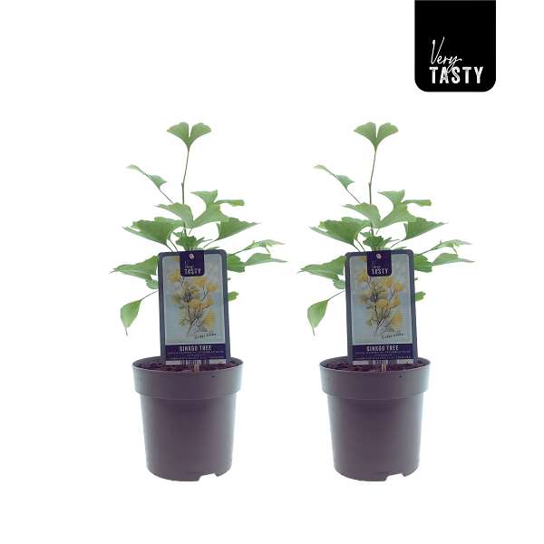 Picture of Ginkgo biloba