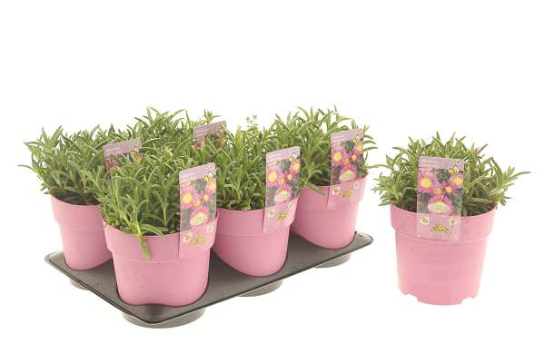 Picture of Delosperma solstice pink