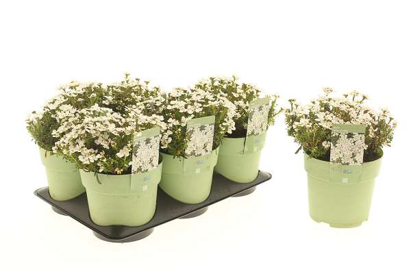 Picture of Iberis sempervirens white shadow