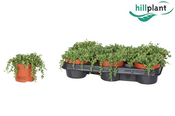 Picture of Senecio rowleyanus