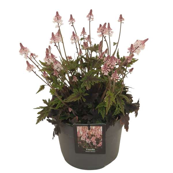 Picture of Tiarella angel wings