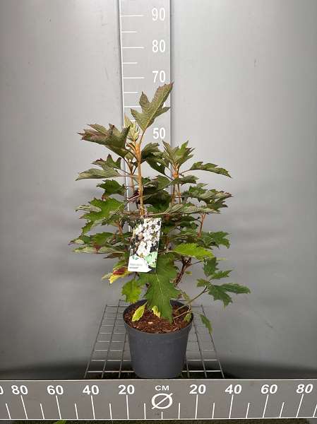 Picture of Hydrangea quercifolia ice cristal
