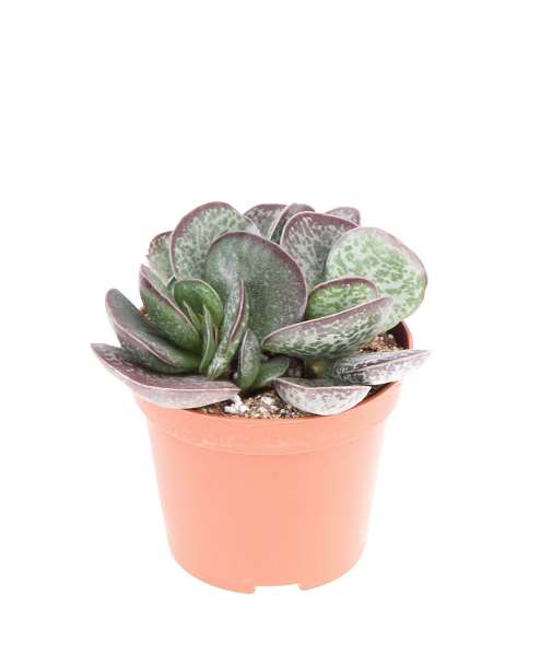 Picture of Adromischus trigynus