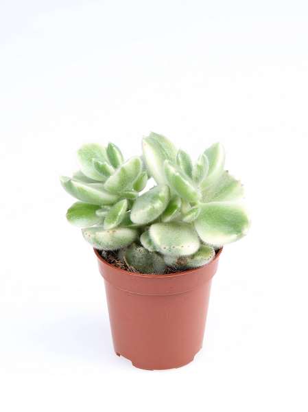 Picture of Cotyledon ladysmithiensis variegata