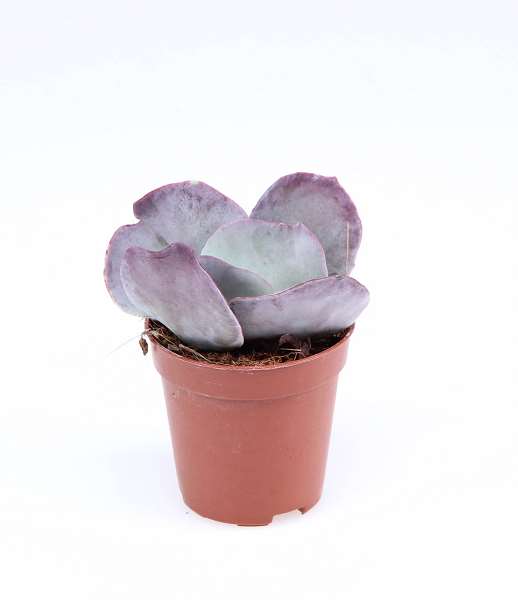 Picture of Cotyledon orbiculata red flame