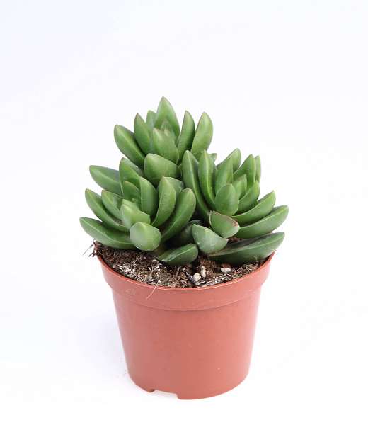 Picture of Crassula ben
