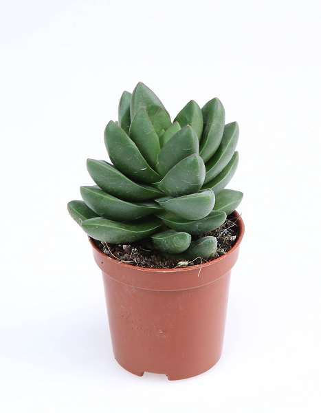 Picture of Crassula ben
