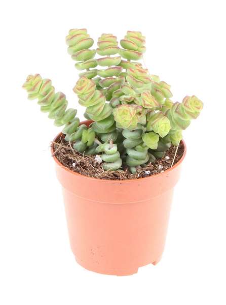 Picture of Crassula hottentot