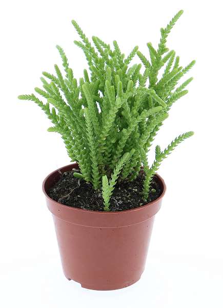 Picture of Crassula lycopodioides