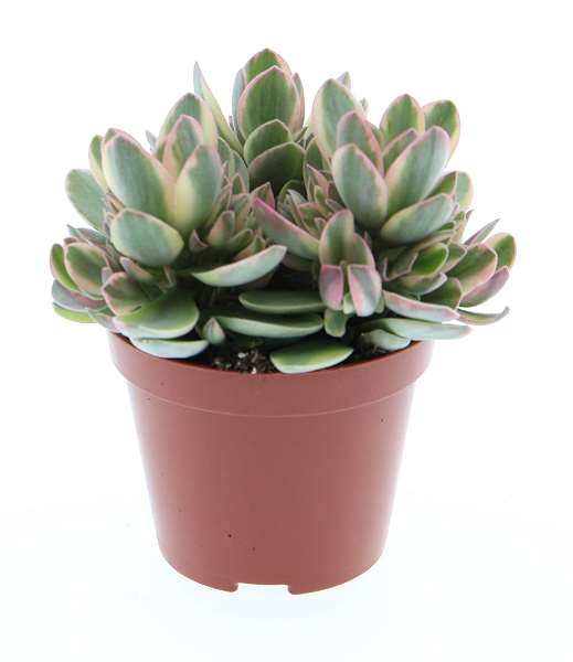 Picture of Crassula ovata money maker