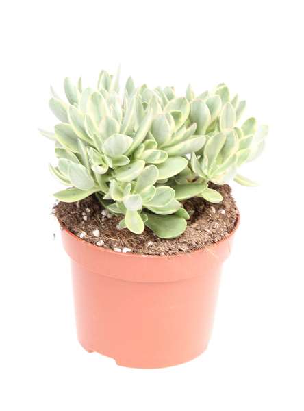 Picture of Crassula ovata money maker