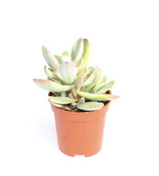 Picture of Crassula ovata money maker