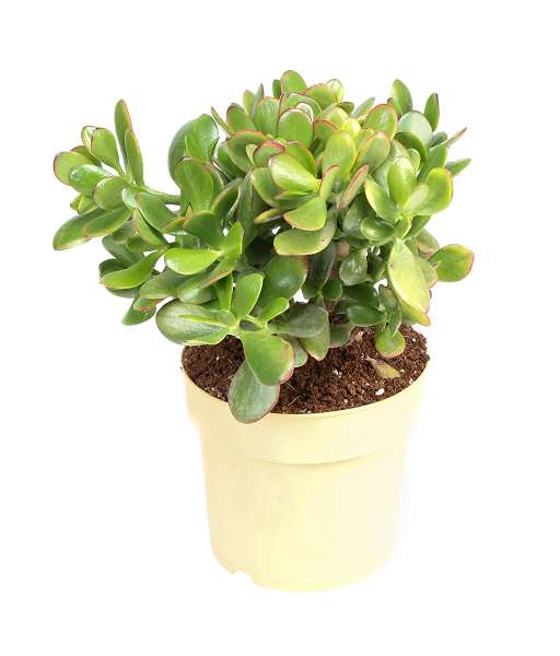 Picture of Crassula ovata sunset
