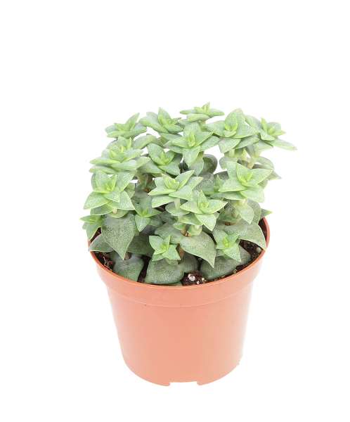 Picture of Crassula perfossa green