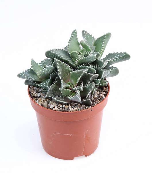 Picture of Faucaria tigrina