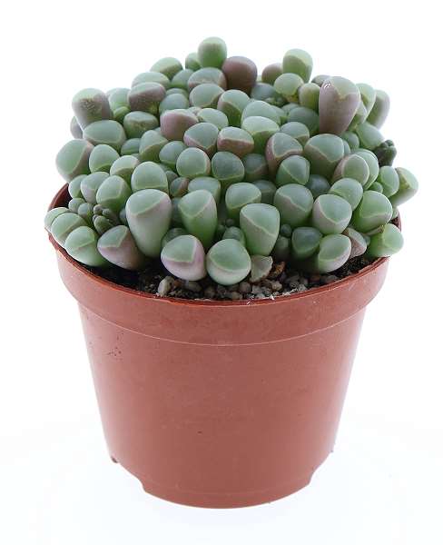 Picture of Fenestraria rhopalophylla