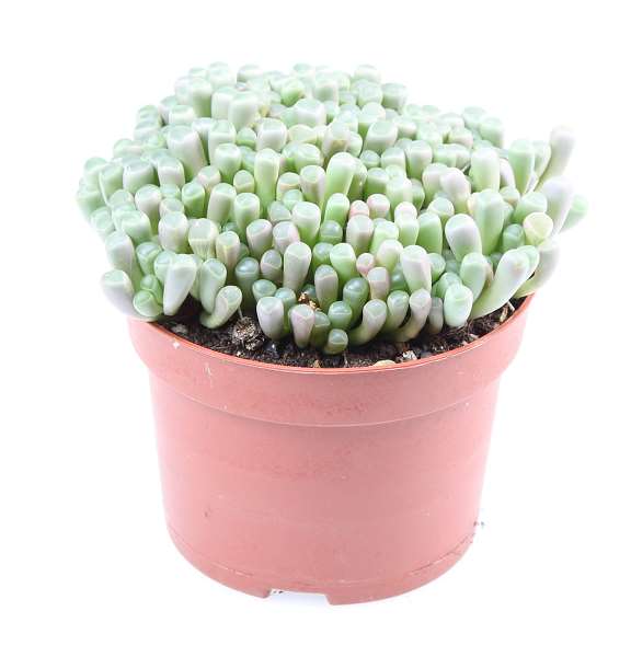 Picture of Fenestraria rhopalophylla