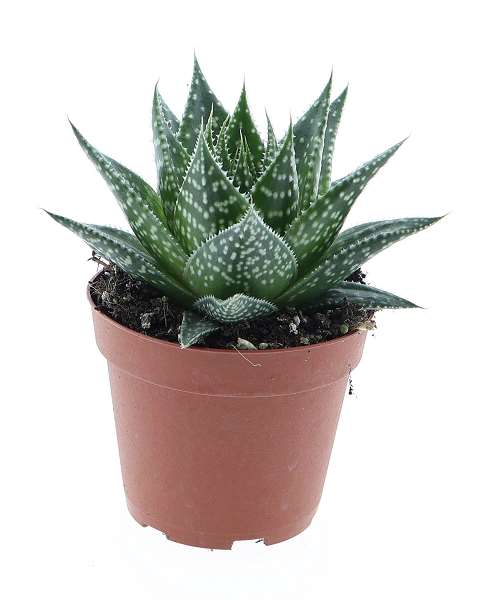 Picture of Gasteria durban