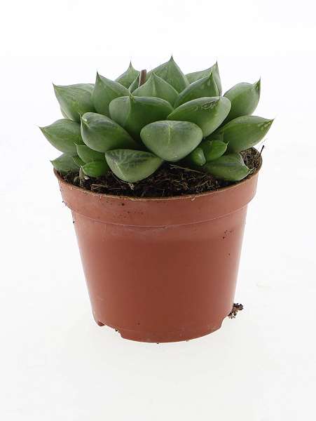 Picture of Haworthia cymbiformis