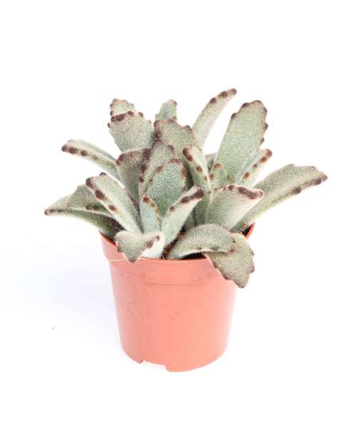 Picture of Kalanchoe chocolate