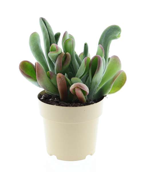 Picture of Kalanchoe oricula