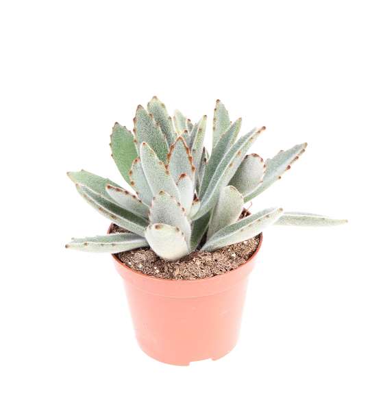 Picture of Kalanchoe tomentosa
