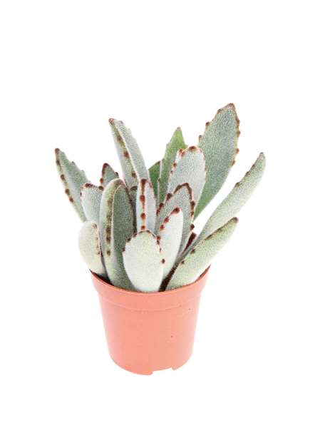 Picture of Kalanchoe tomentosa