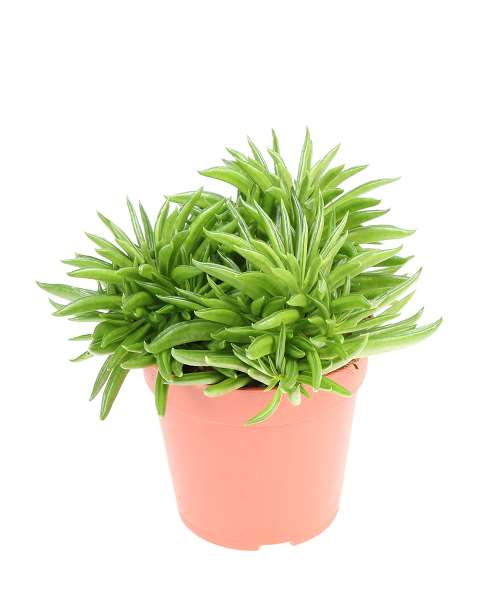 Picture of Peperomia happy bean