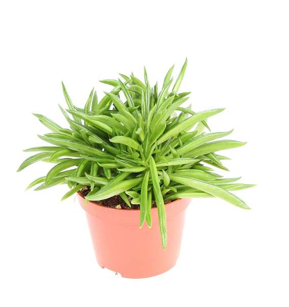 Picture of Peperomia happy bean