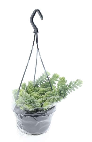 Picture of Sedum burrito hangpot
