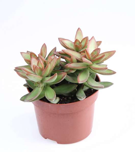 Picture of Sedum nussbaumerianum