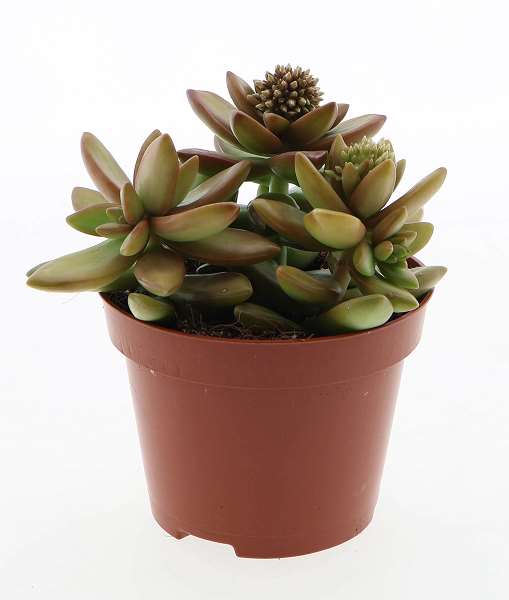 Picture of Sedum nussbaumerianum met bloem