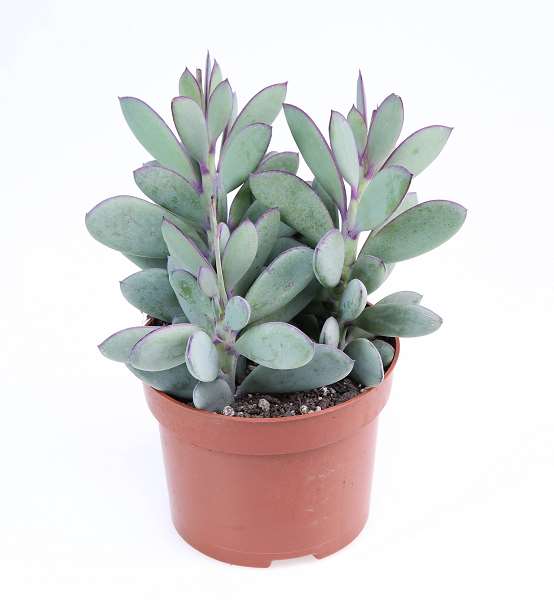 Picture of Senecio crassissimus