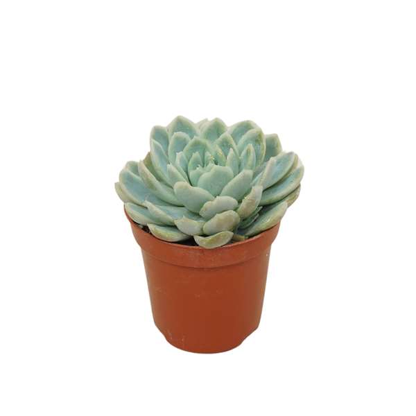 Picture of Echeveria elegans