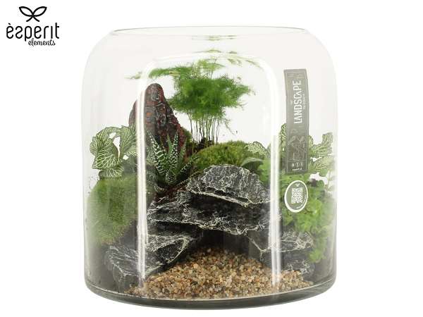 Picture of Terrarium landscape
