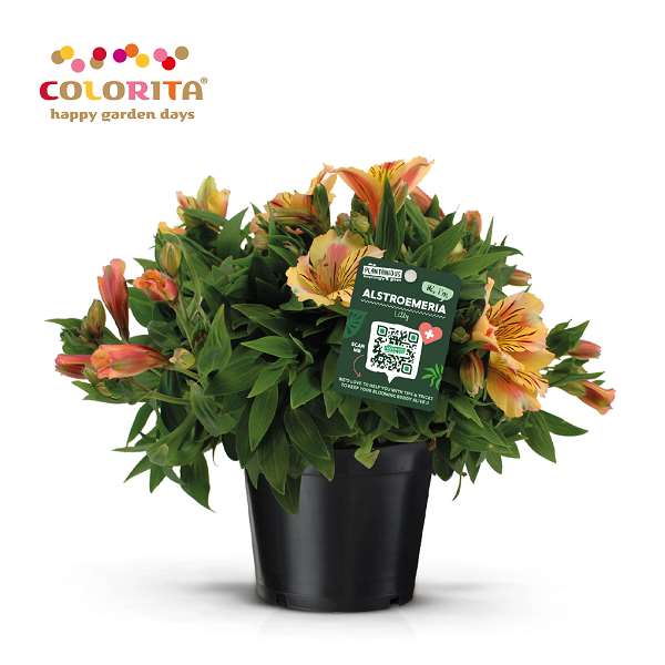 Picture of Alstroemeria colorita yellow