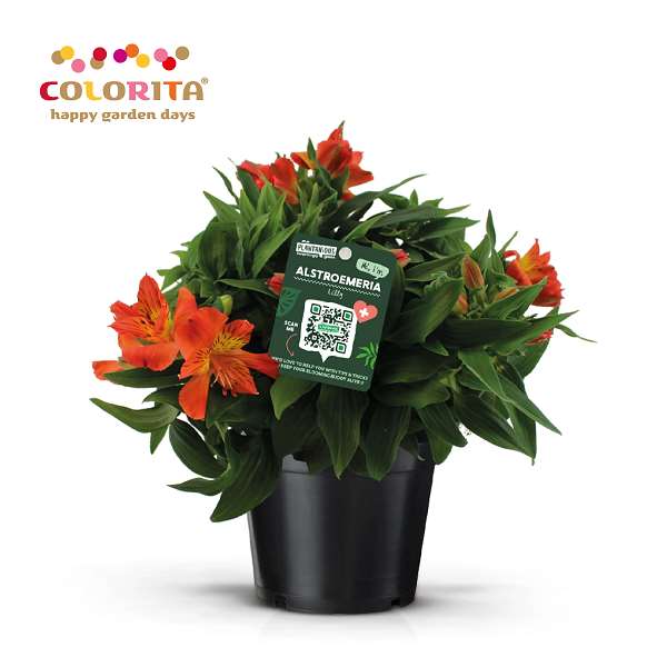 Picture of Alstroemeria colorita orange