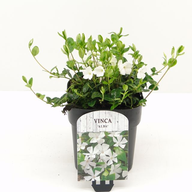 Picture of Vinca minor alba