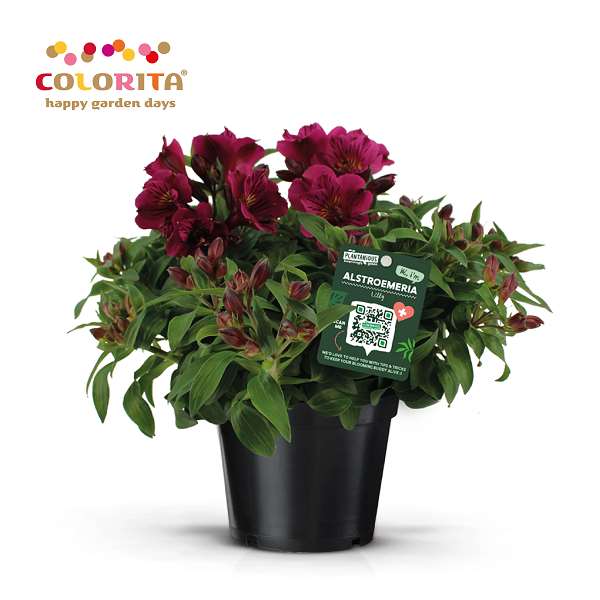 Picture of Alstroemeria colorita purple